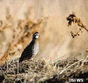 Masked Bobwhite Quail